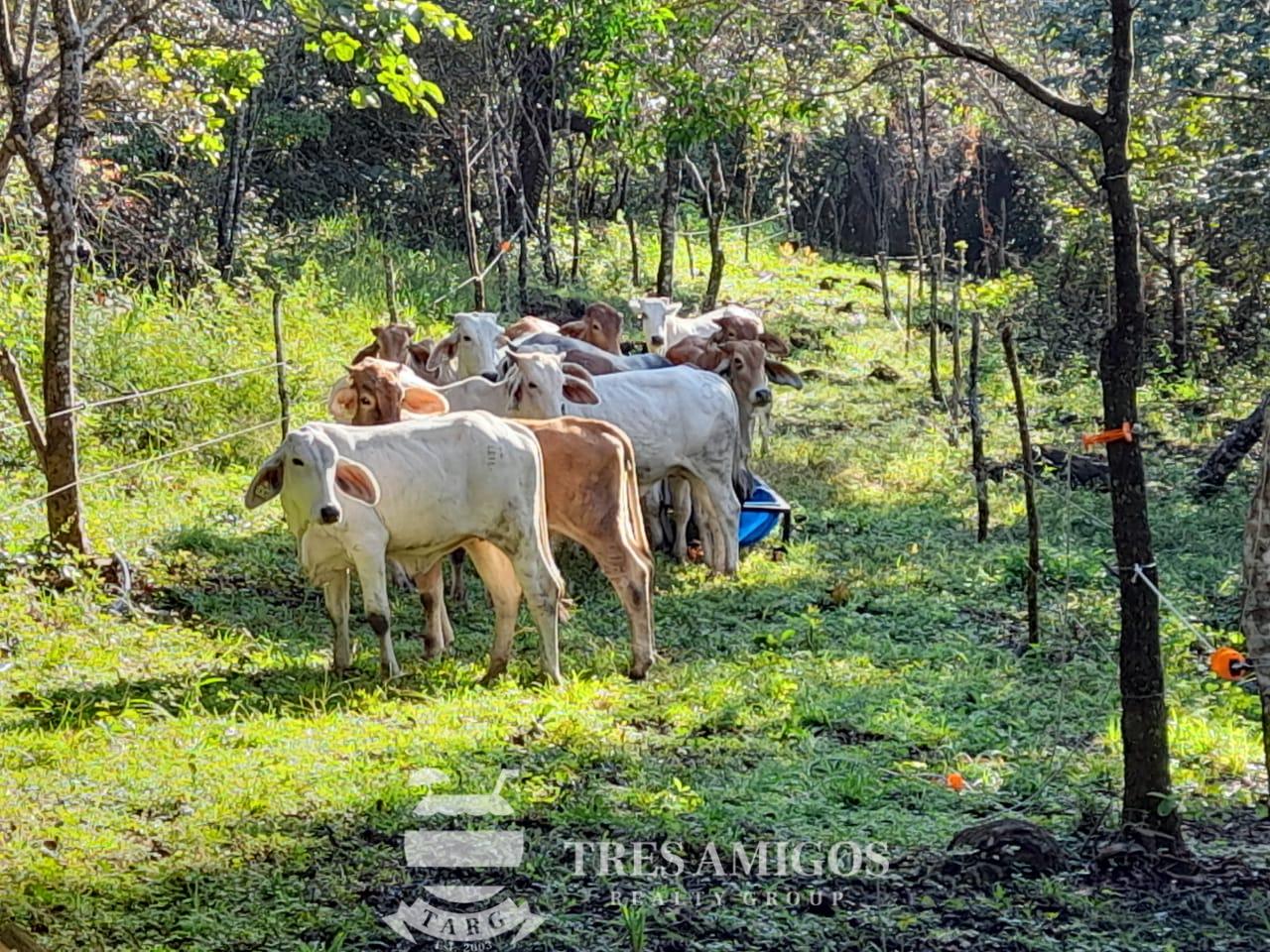 MOUNTAIN VIEW ECOFARM Tres Amigos Realty Group Costa Rica